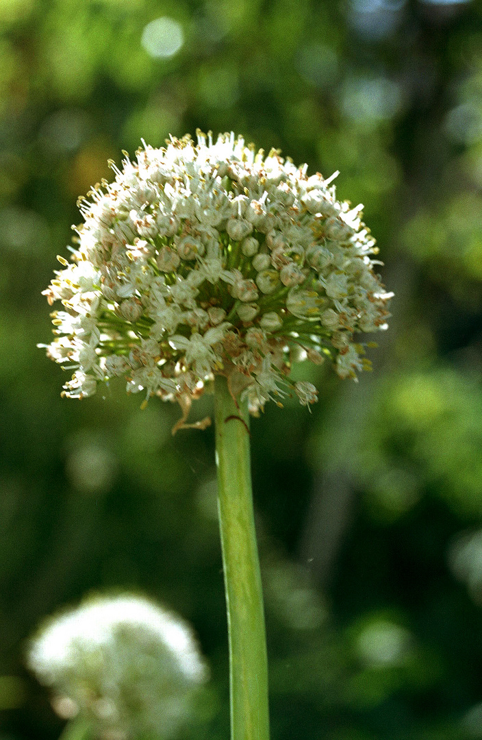 Fleur de Oignon