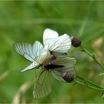 *fleur de papillons*