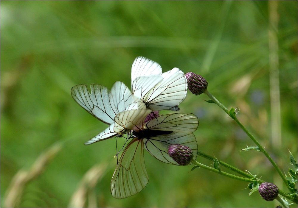 *fleur de papillons*