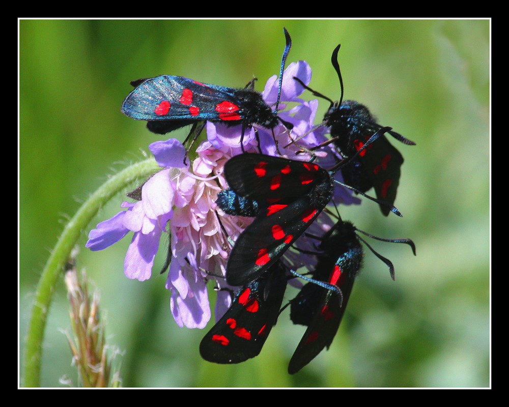 " Fleur de papillons "