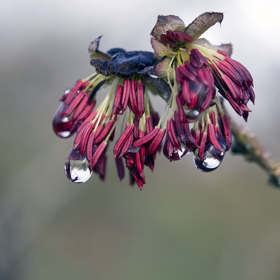 Fleur de Parrotia persica