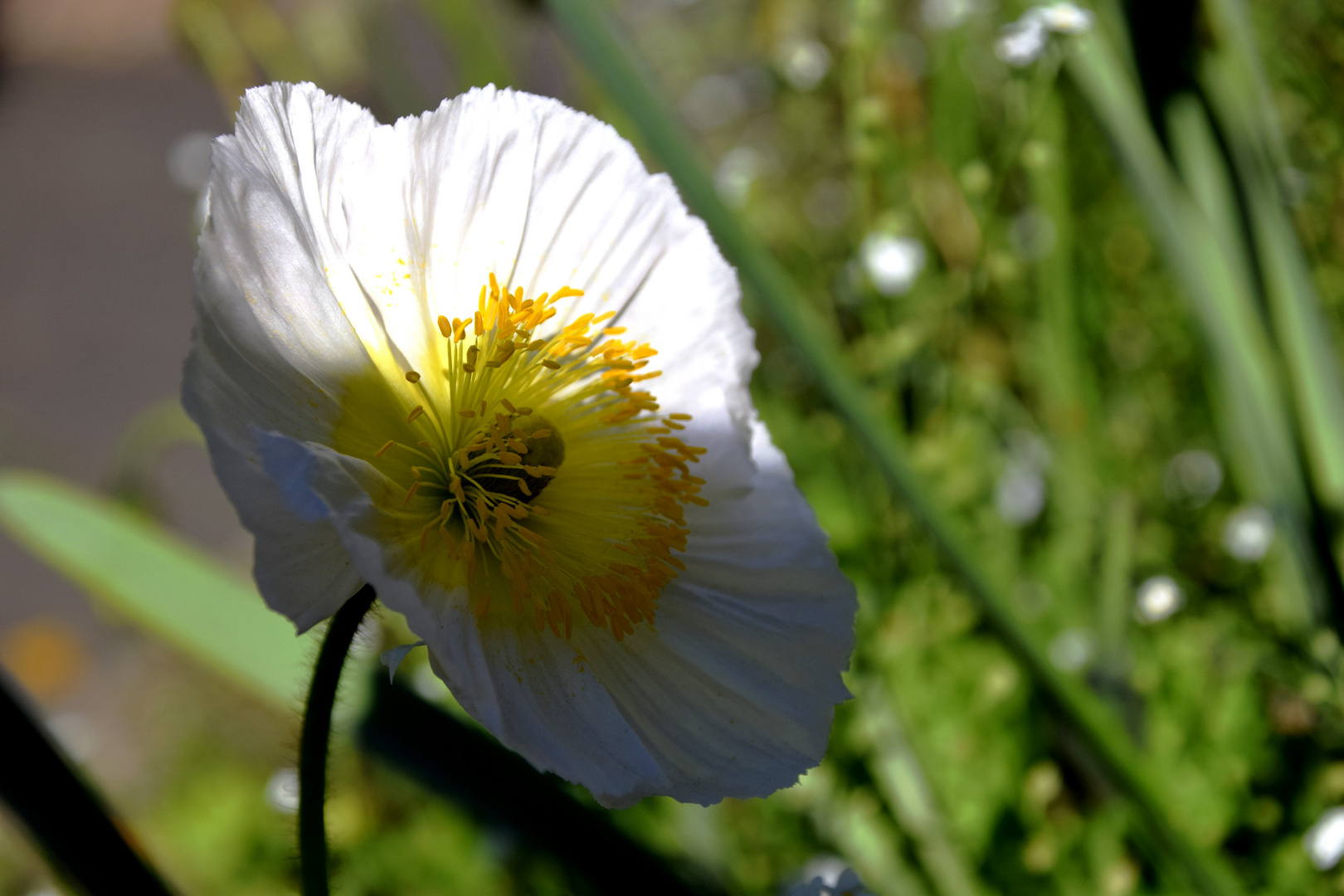 fleur de pavot 