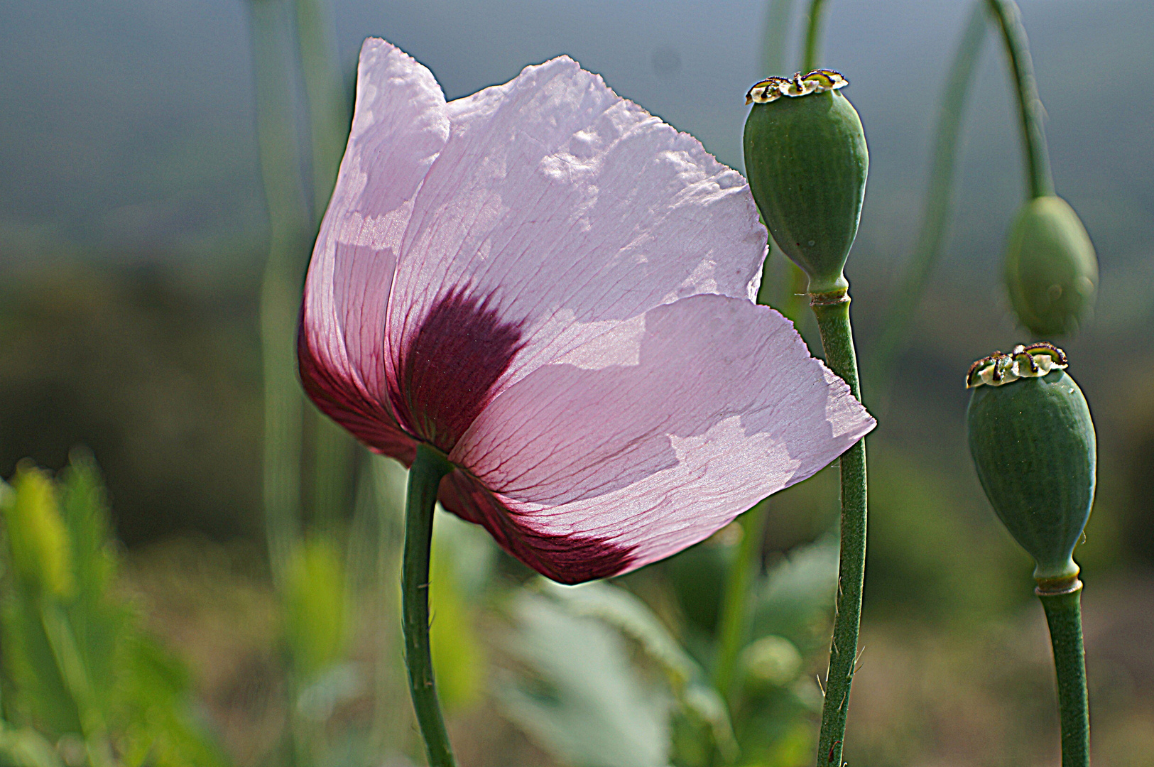 fleur de pavot