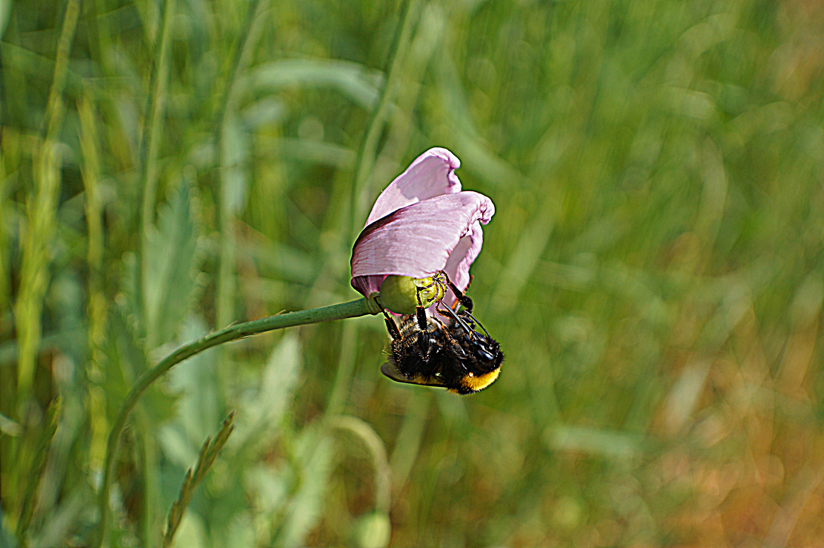 FLEUR DE PAVOT EST LE BOURDON