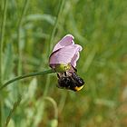 FLEUR DE PAVOT EST LE BOURDON