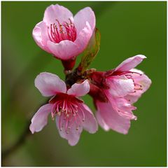 Fleur de pécher