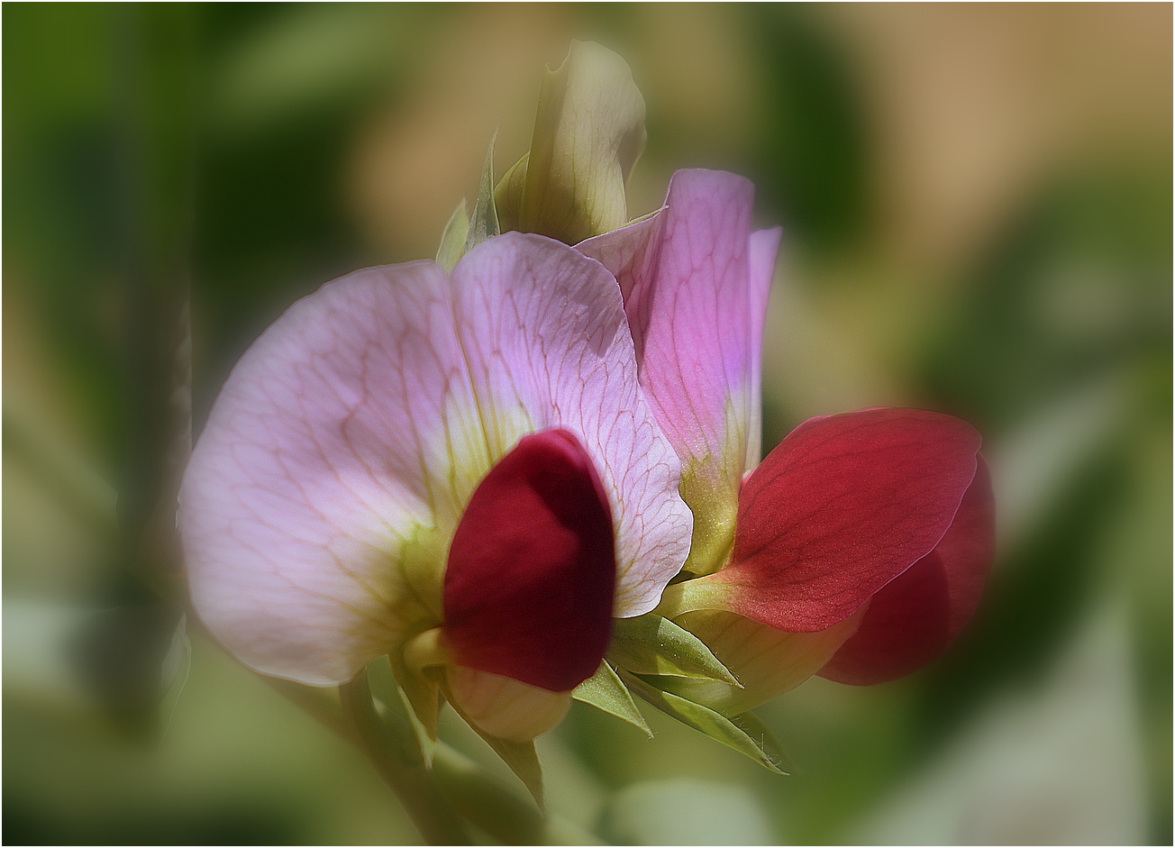 fleur de petits pois