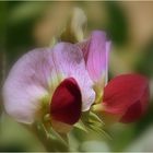 fleur de petits pois