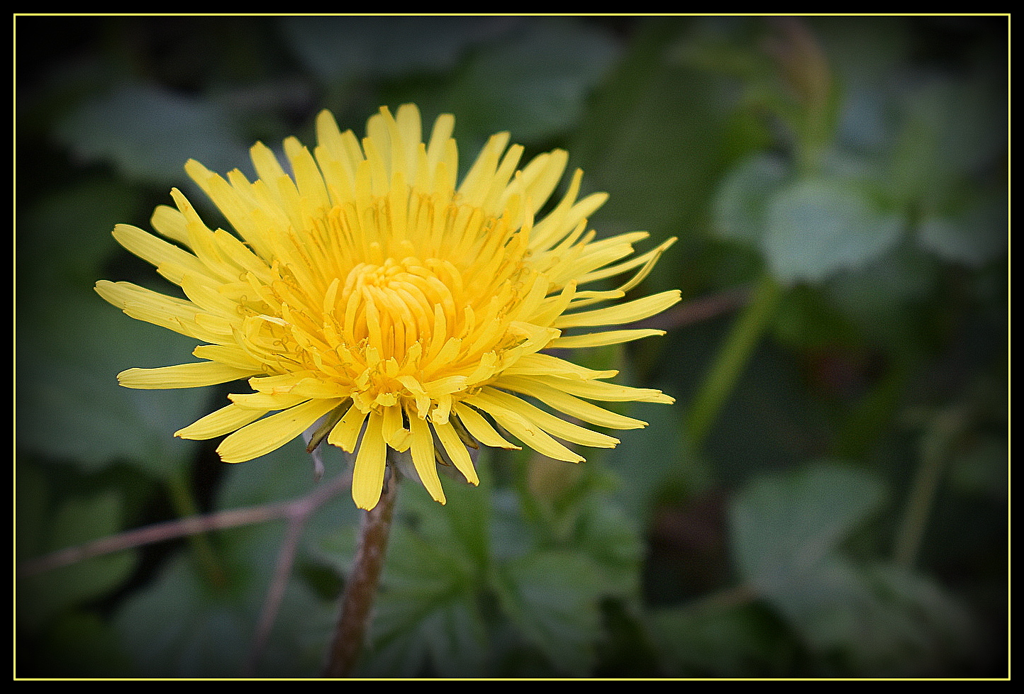 fleur de pissenlit