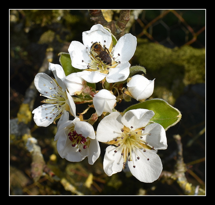 fleur de poirier