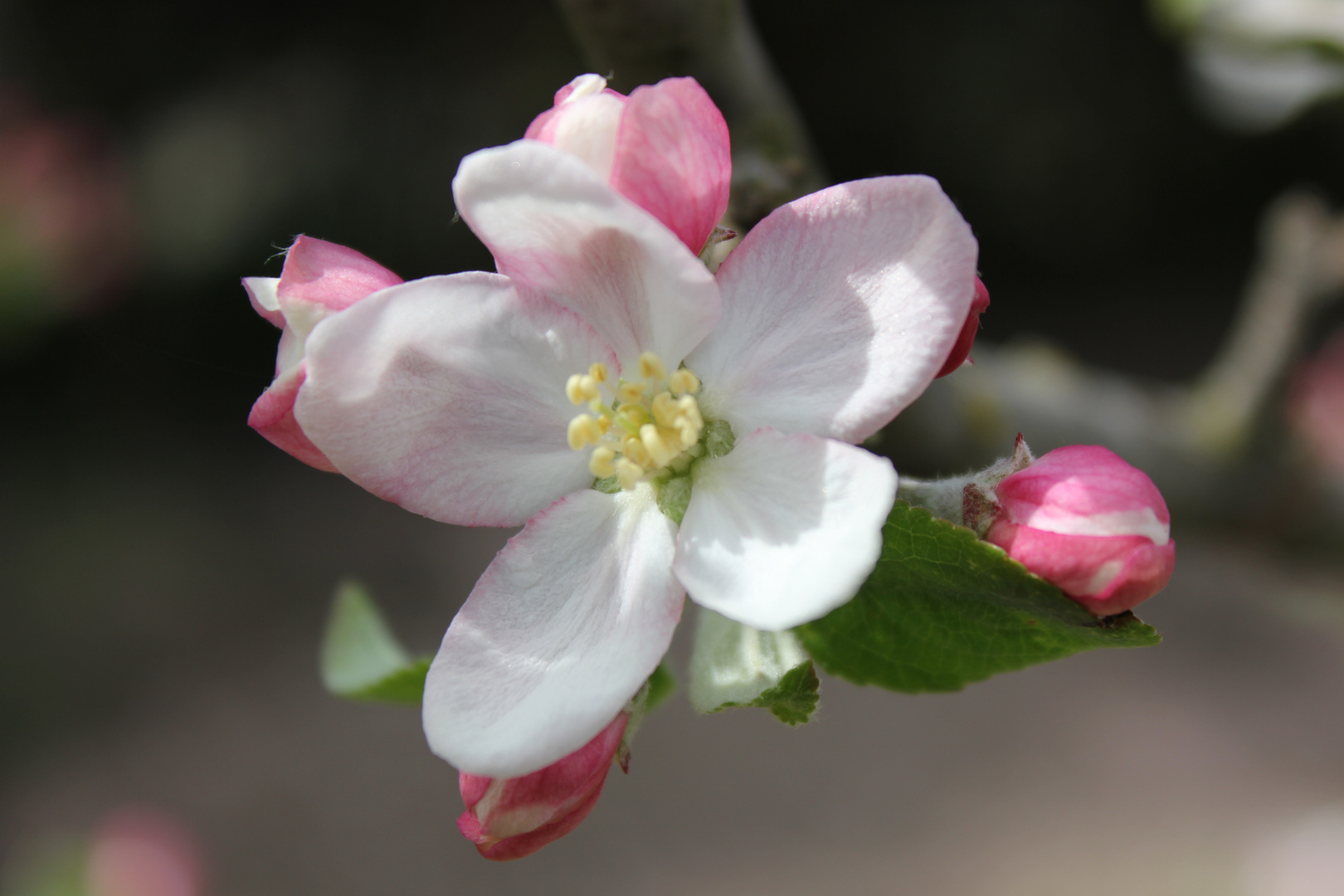 *fleur de pomme*