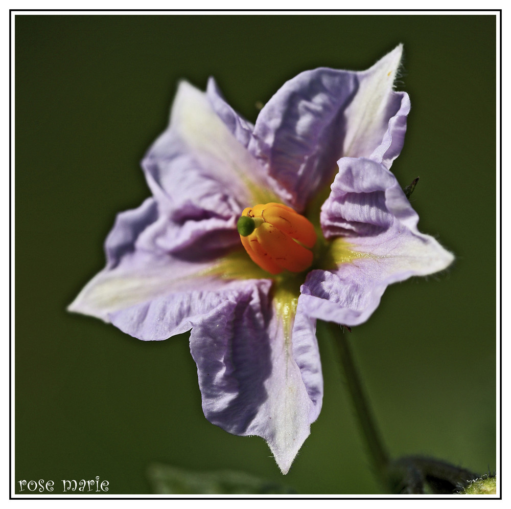 fleur de pomme de terre photo et image | macro nature, macro fleurs