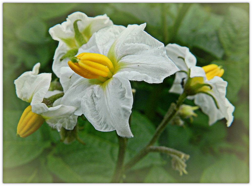 fleur de pomme de terre photo et image | fleurs, fleurs , nature Images