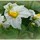 fleur de pomme de terre