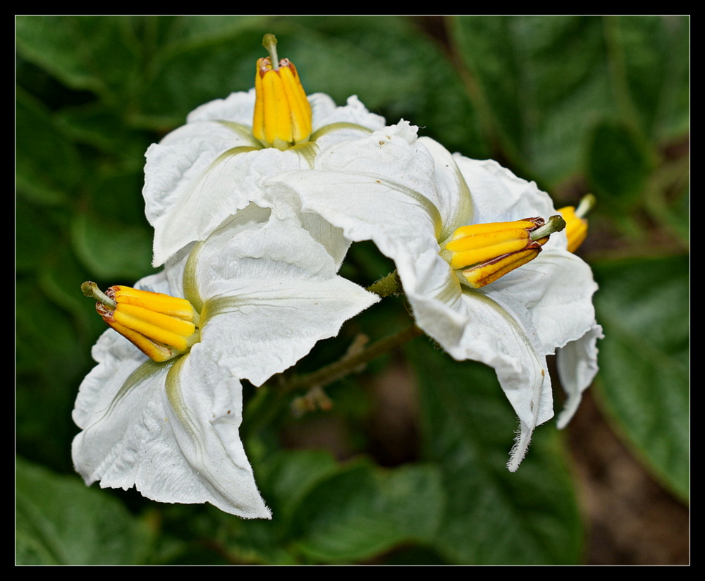 fleur de pomme de terre