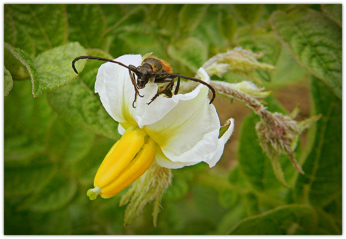 fleur de pomme de terre