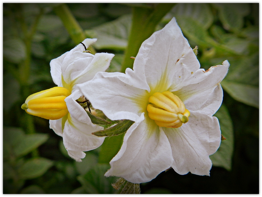 fleur de pomme de terre photo et image | fleurs, fleurs , nature Images