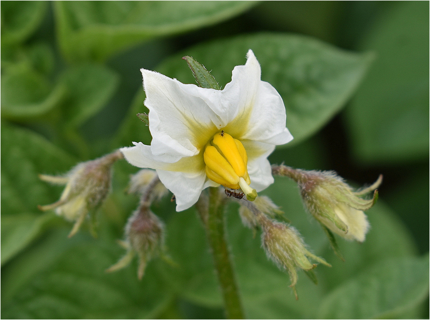 fleur de pommes  de terre