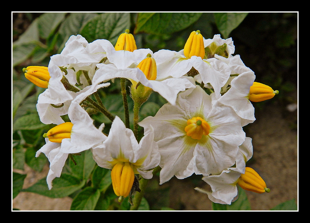 fleur de pommes de terre