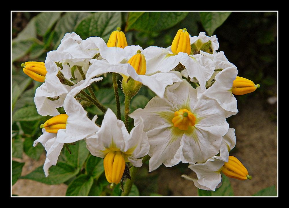 fleur de pommes de terre photo et image | nature, fleurs Images
