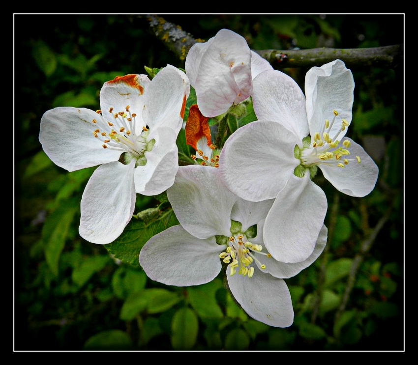 fleur de pommier