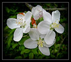 fleur de pommier