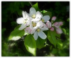 fleur de pommier