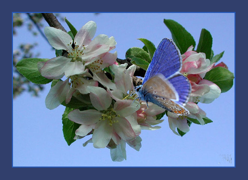 Fleur de pommier