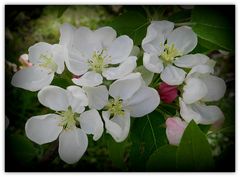 fleur de pommier