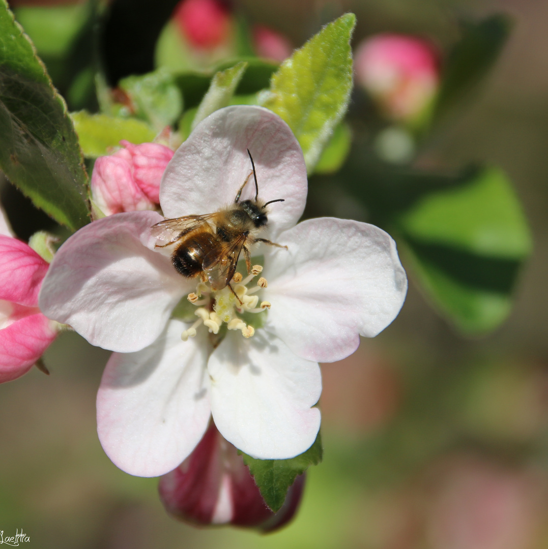 Fleur de pommier