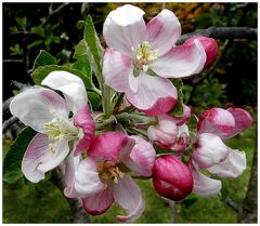 fleur de pommier