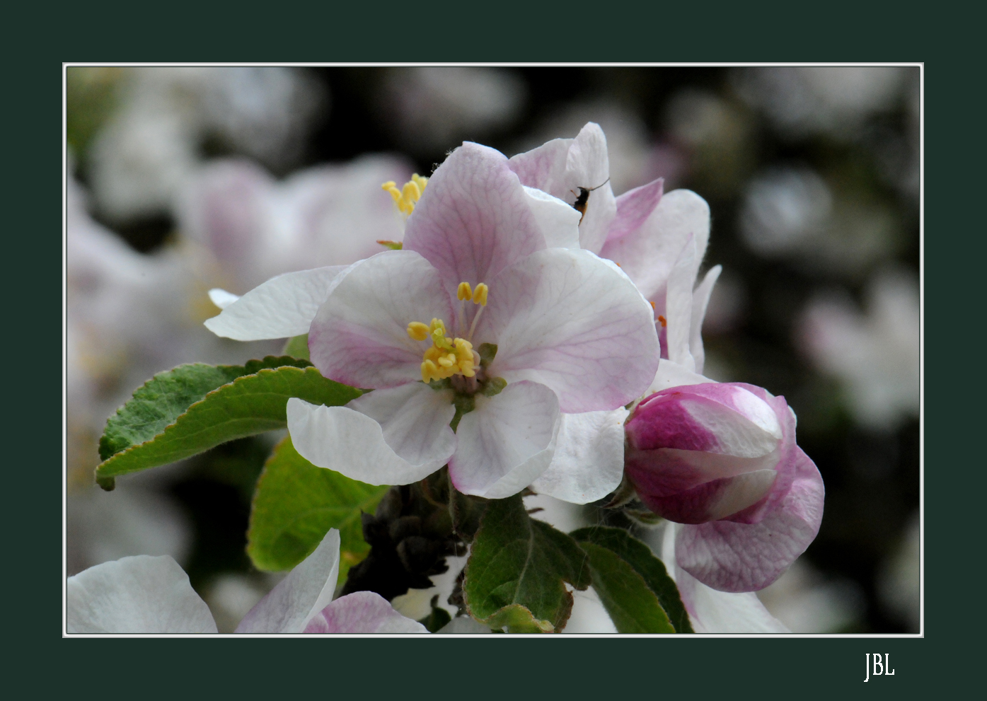 Fleur de pommier