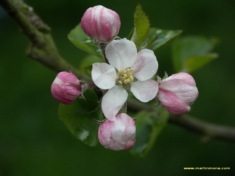 fleur de pommier