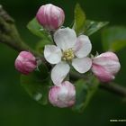 fleur de pommier