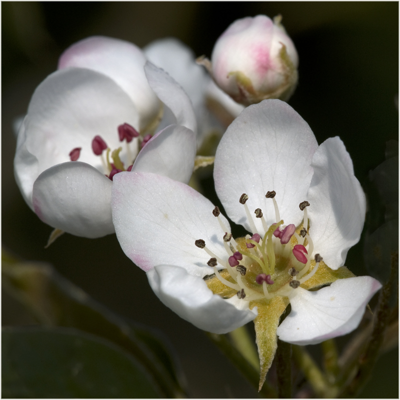 Fleur de pommier