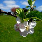 FLEUR DE POMMIER