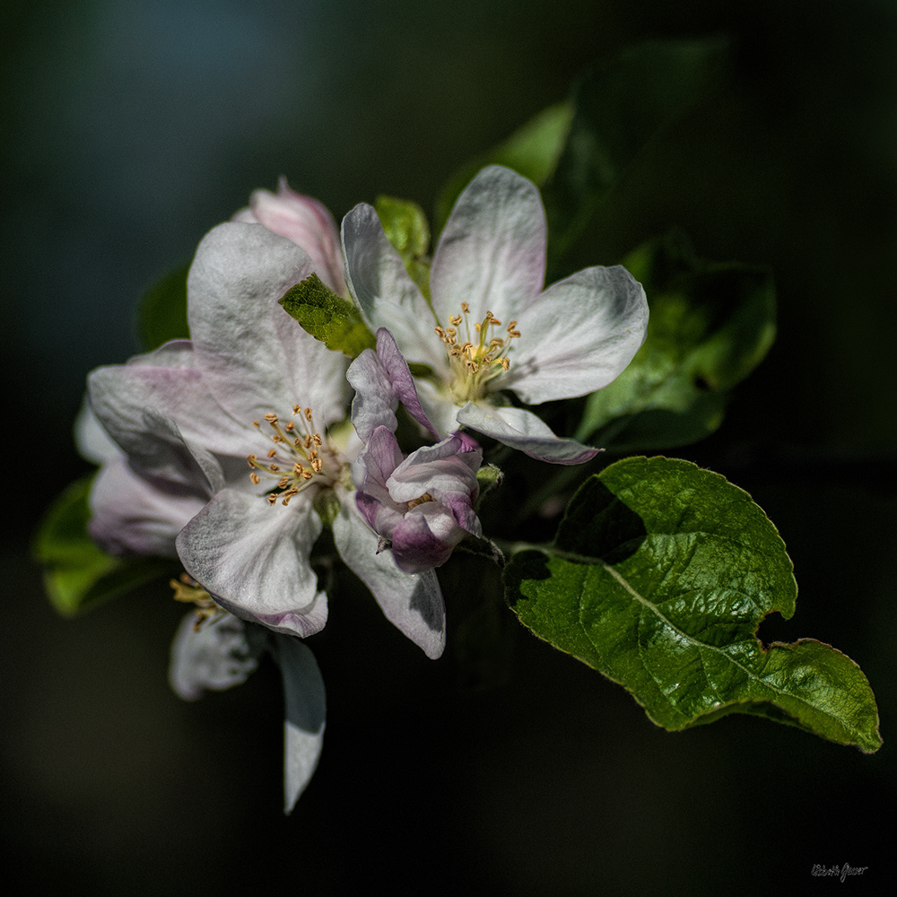 Fleur de pommier