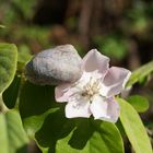 fleur de pommier est une carapace d escargo