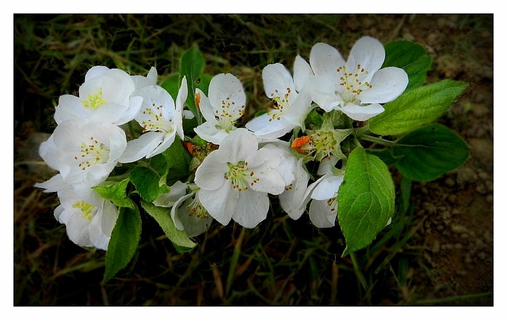 fleur de pommier