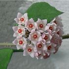fleur de porcelaine (nom commun)