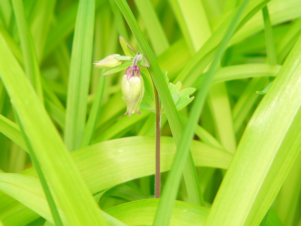 Fleur de Pâques