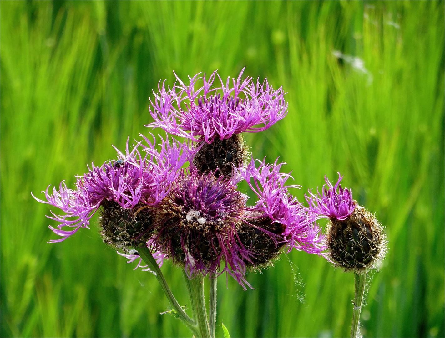 ...fleur de pré !!!...