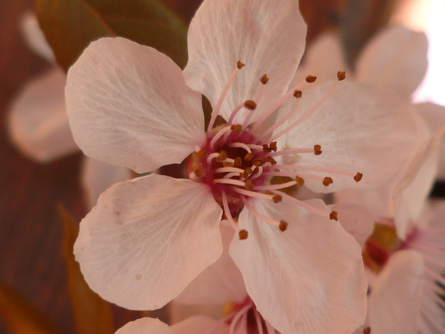 Fleur de printemps