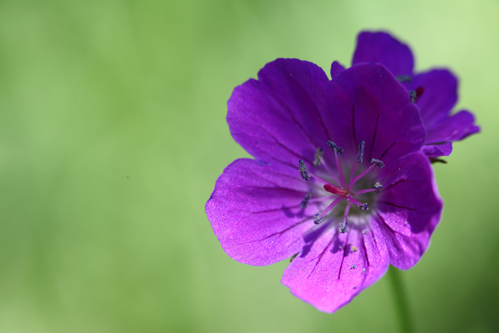 fleur de printemps