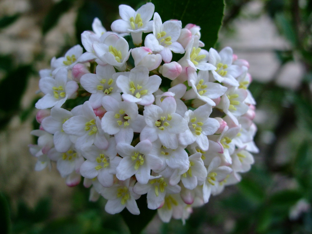 fleur de printemps