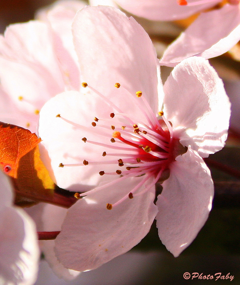 Fleur de Prunus.