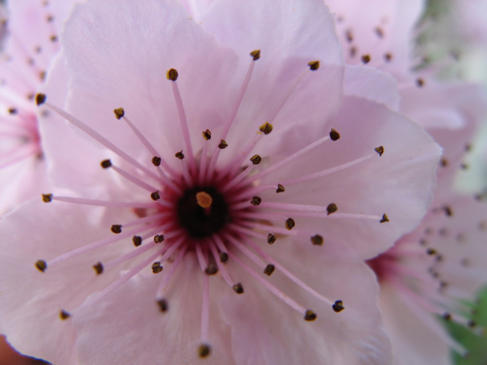 Fleur de Prunus