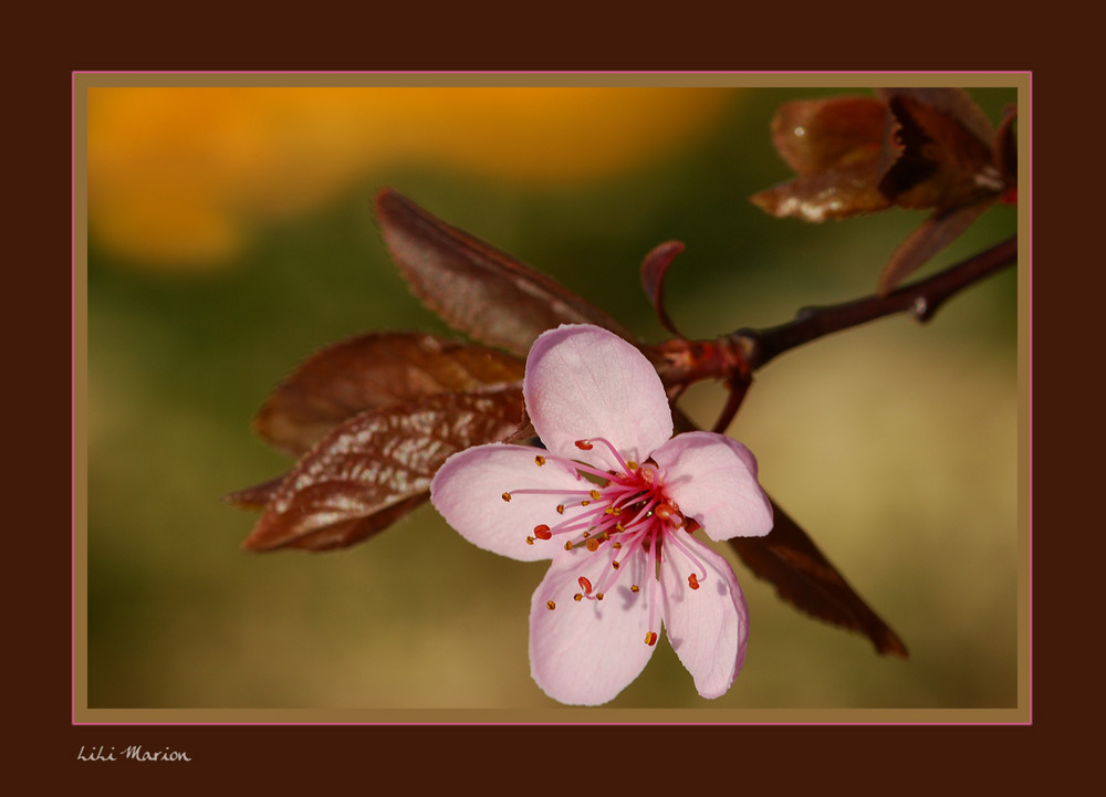 Fleur de Prunus Japonicus