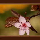 Fleur de Prunus Japonicus