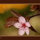 Fleur de Prunus Japonicus
